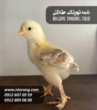 فروش جوجه گوشتی کوثر دماوند